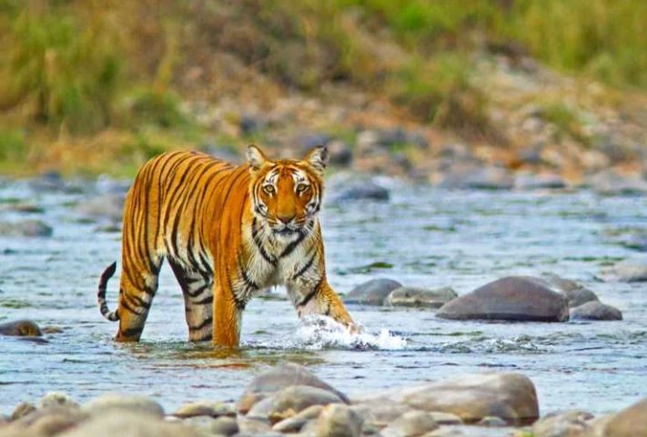 Delhi to Jim Corbett Taxi